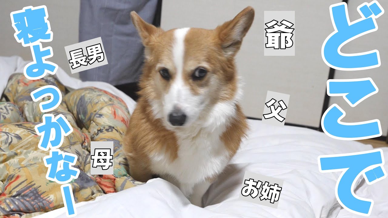 宿で家族全員で寝たら、愛犬は誰のそばで寝るのでしょうか？！