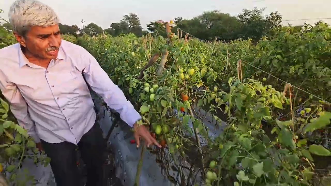 बूंद बूंद सिंचाई और मल्चिंग से टमाटर की फसल || Tomato Crop by drip irrigation and mulching 