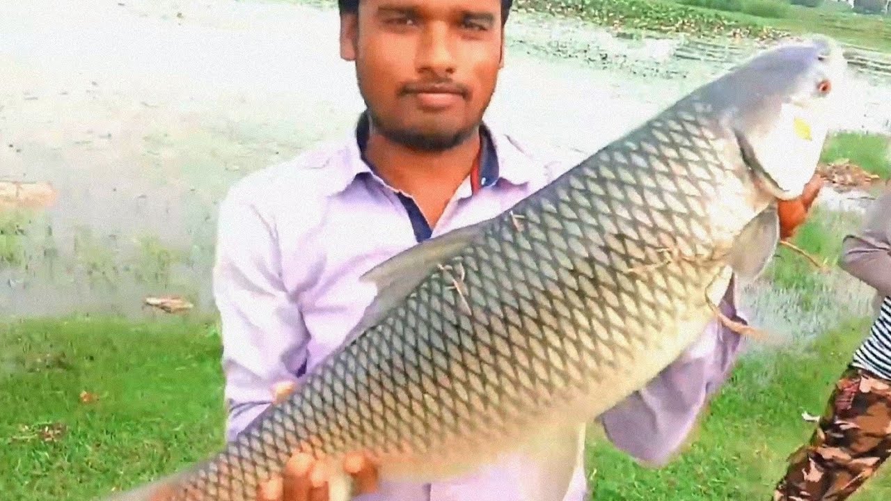 Big Mirgal Rohu Fish Hunting Amazing Fishing CatchingThe Mirgal fish Royal Fisher