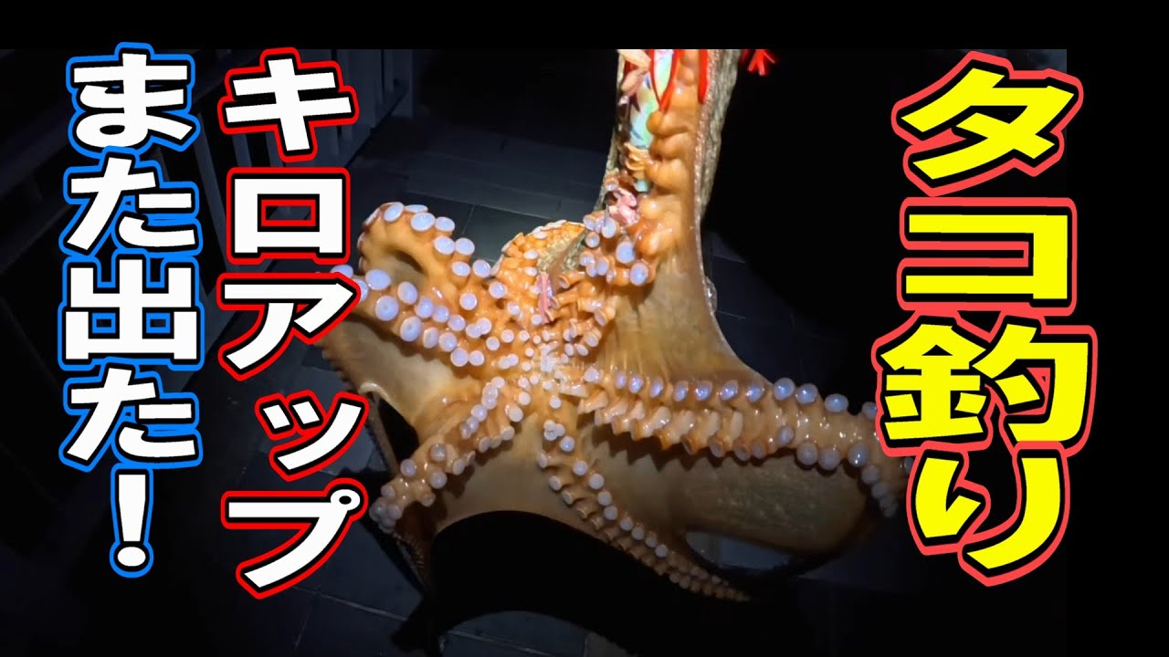 【タコ釣り】初心者必見！タコはこうやって釣ってください！