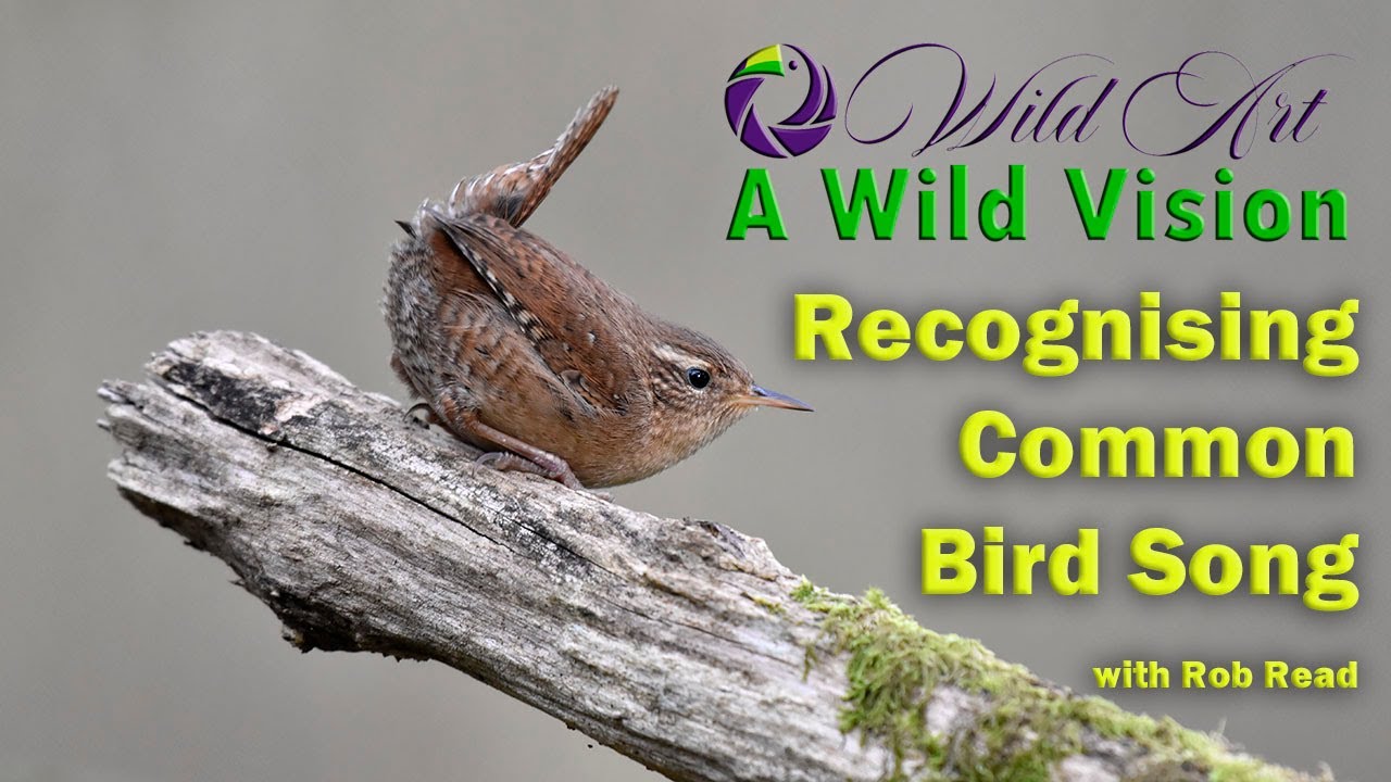 Recognising Common Bird Song