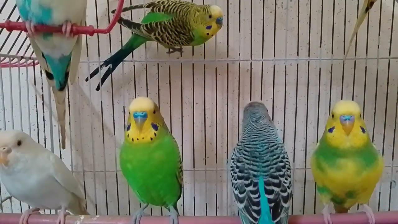 Australia parrot 🦜#viralvideo parrot and birds video 🦜❤️#trendingvideo 
