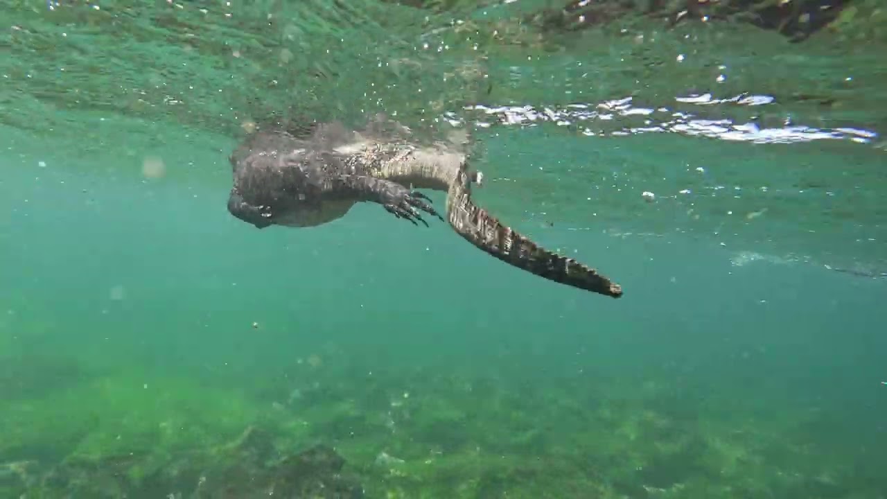Galapagos - Fernandina Island snorkel (4k, first cut)