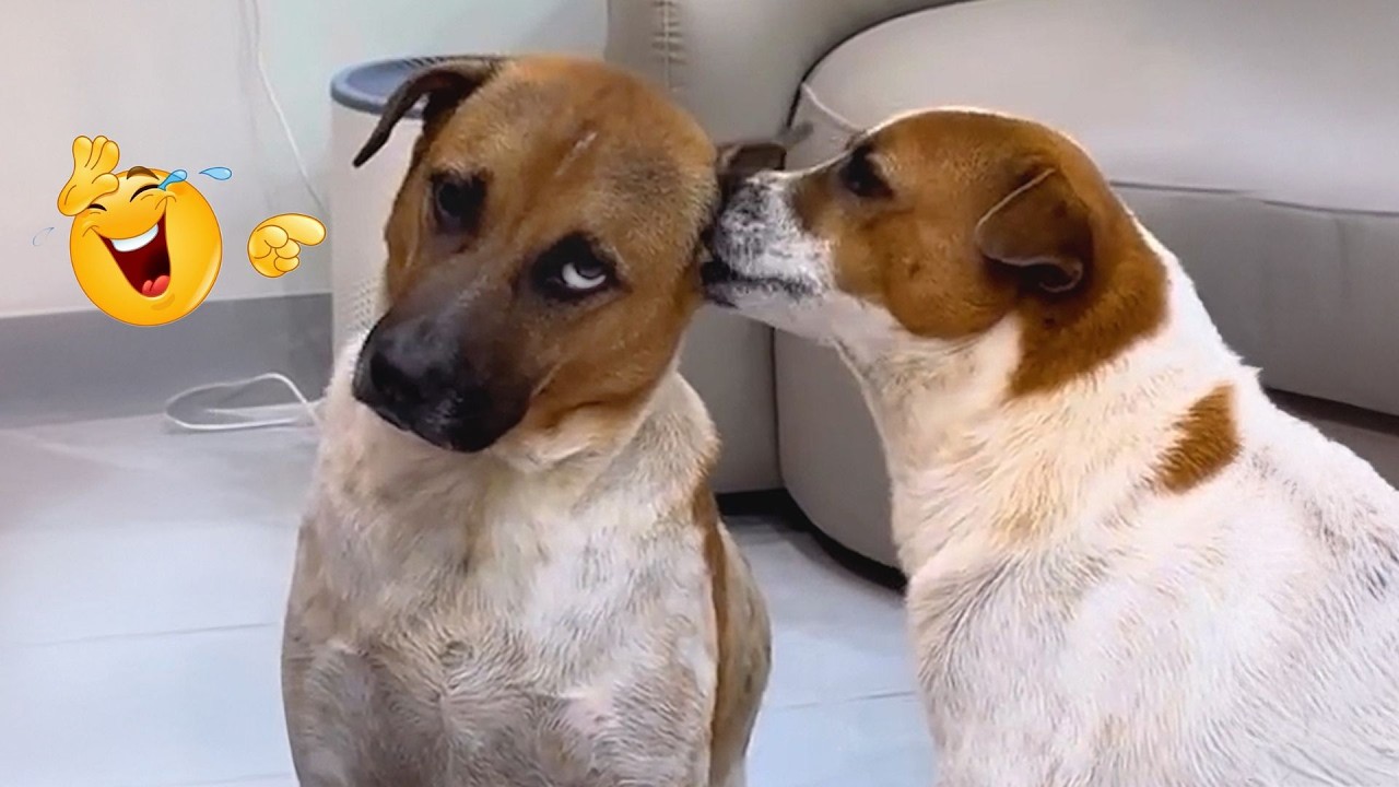 You Can’t Stop Laughing At These Dogs 🤣 FUNNIEST DOGS Video 2026
