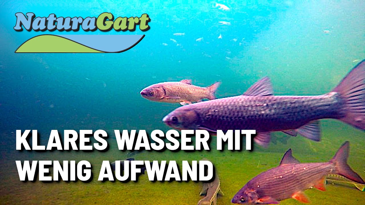 Teich-Sicherheit durch Wissen