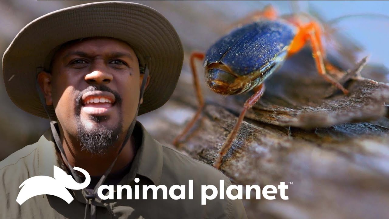 Este insecto es un arma química | Pequeños Gigantes de la Naturaleza | Animal Planet