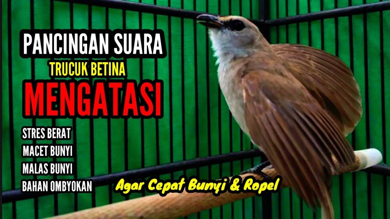 suara trucukan betina memanggil jantan untuk pancingan TRUCUKAN agar bunyi dan gacor  ropel panjang