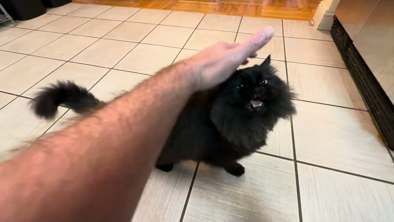 Quick pet of a cute black fuzzy cat&hellip;
