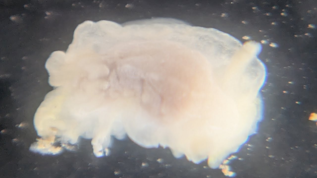 Okenia nodosa - the spectacular ghostly nudibranch