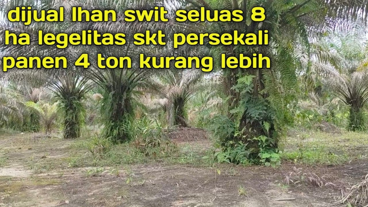 Dijual cepat kebun sawit seluas 8 ha persekali panen kurang lebih 4 ton legelitas skt