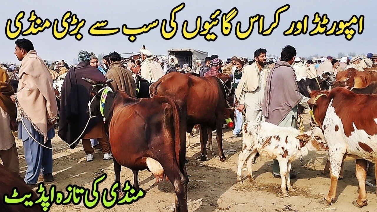 Gondal Mandi latest update 08March 2026!pure jersey cow for sale!today cow for sale!#cow #farming