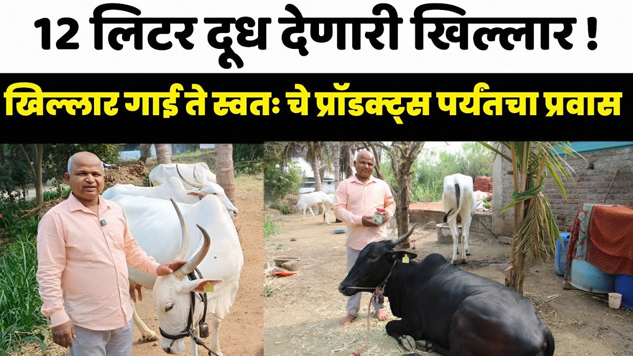 Khillar Cow | 12 लिटर दूध देणारी खिल्लार | खिल्लार गाई ते स्वतः चे प्रॉडक्ट्स पर्यंतचा प्रवास..!