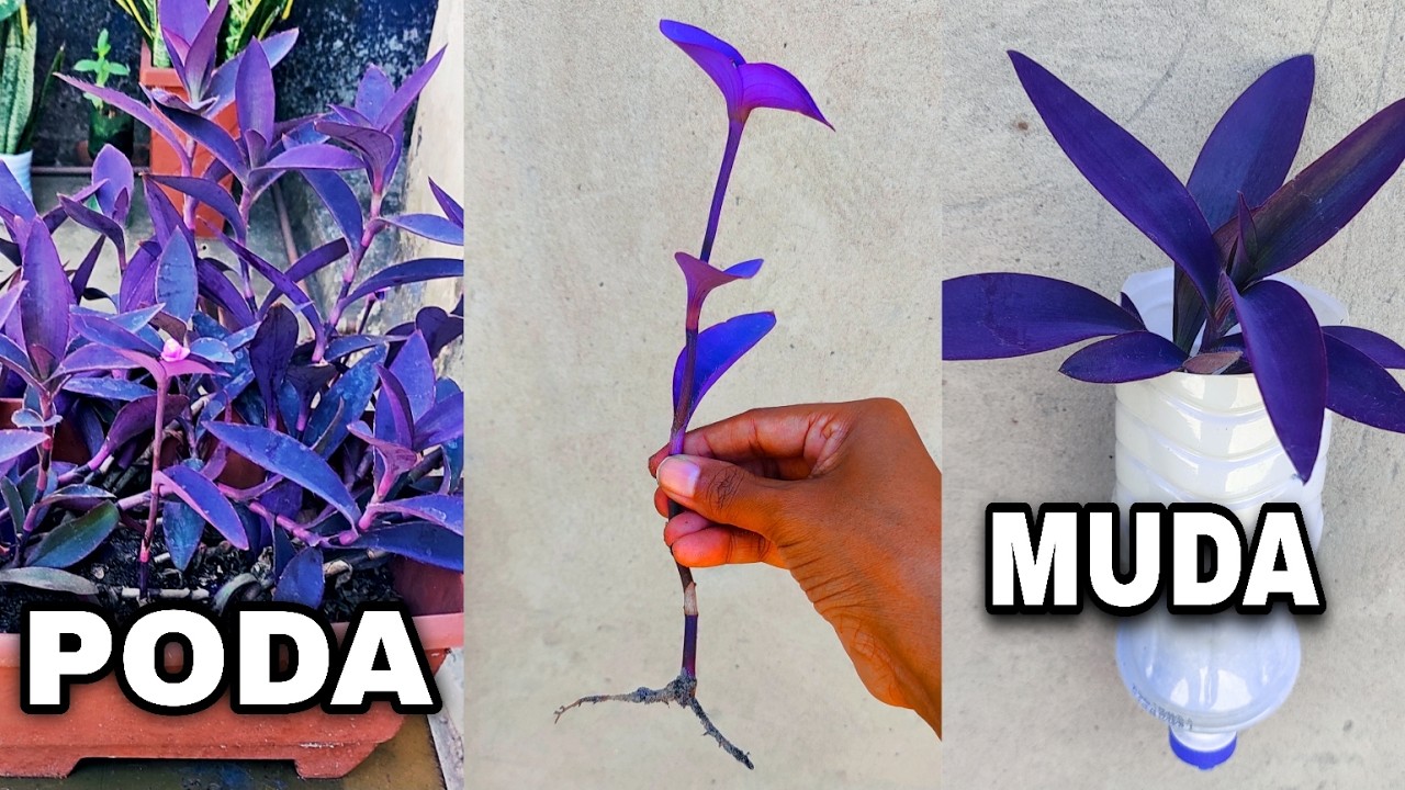 COMO podar e fazer  mudas da trapoeraba roxa?