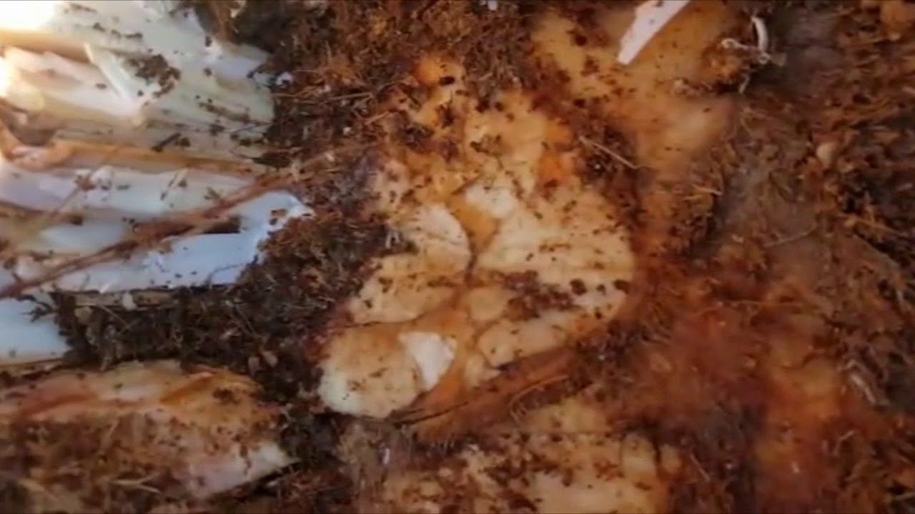 Phoenix Canariensis  Tratamiento  quirúrgico por infestación Rhynchophorus Ferrugineus