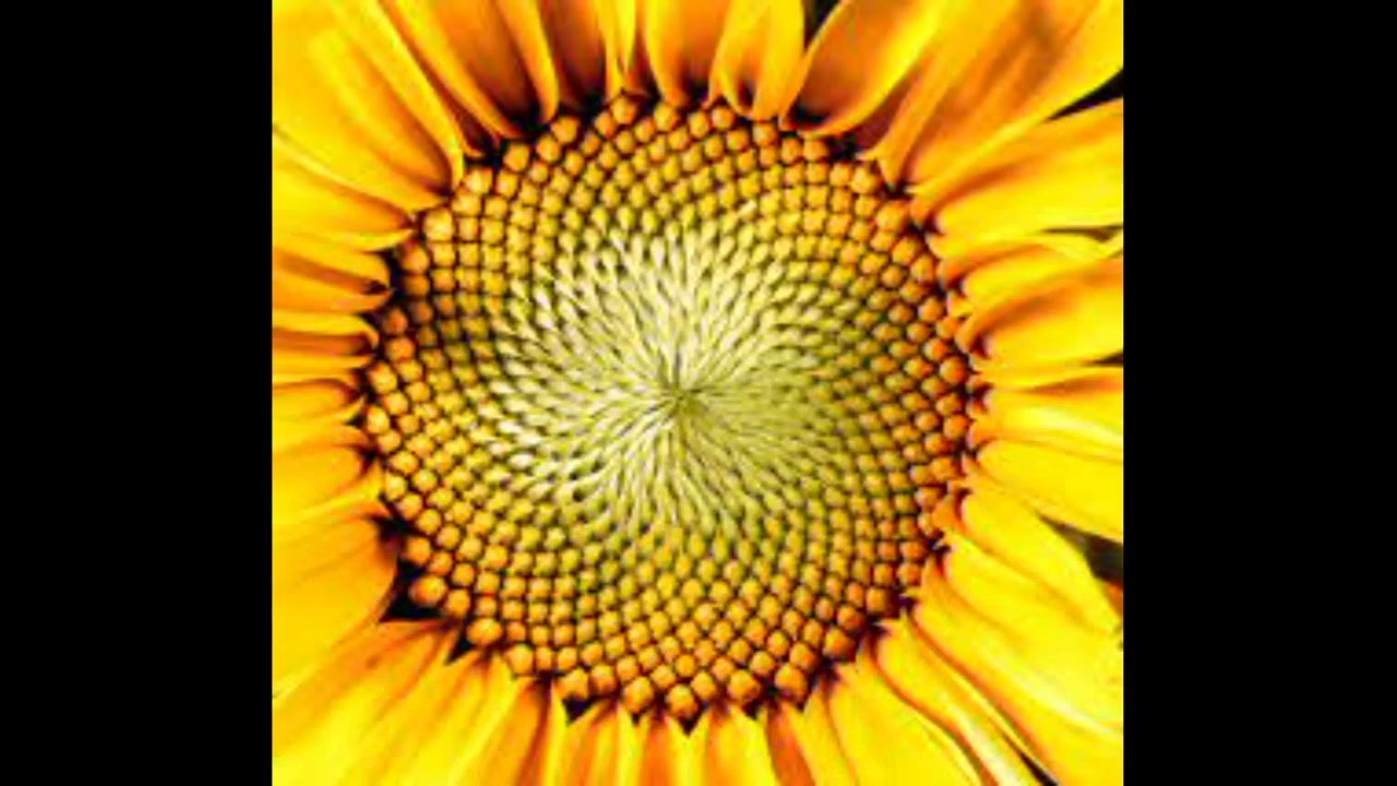 THE CROFT BROTHERS FLOWER POWER #3 Live