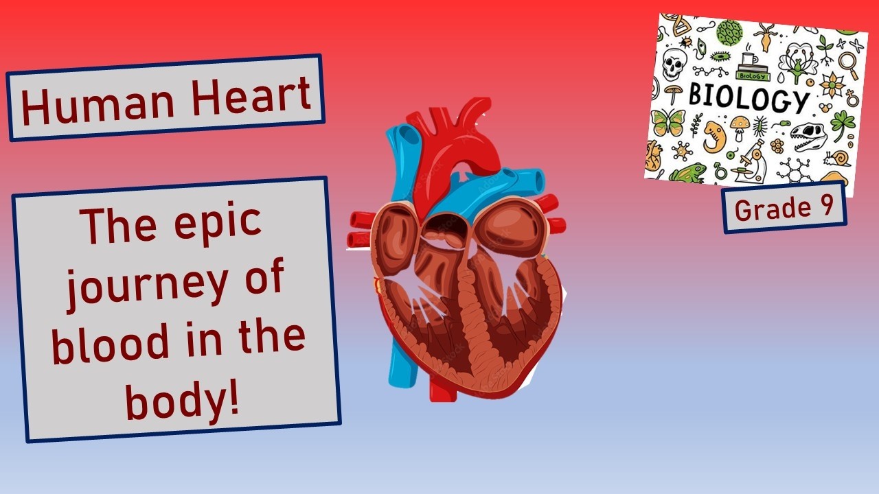 The Structure & Function Of The Human Heart