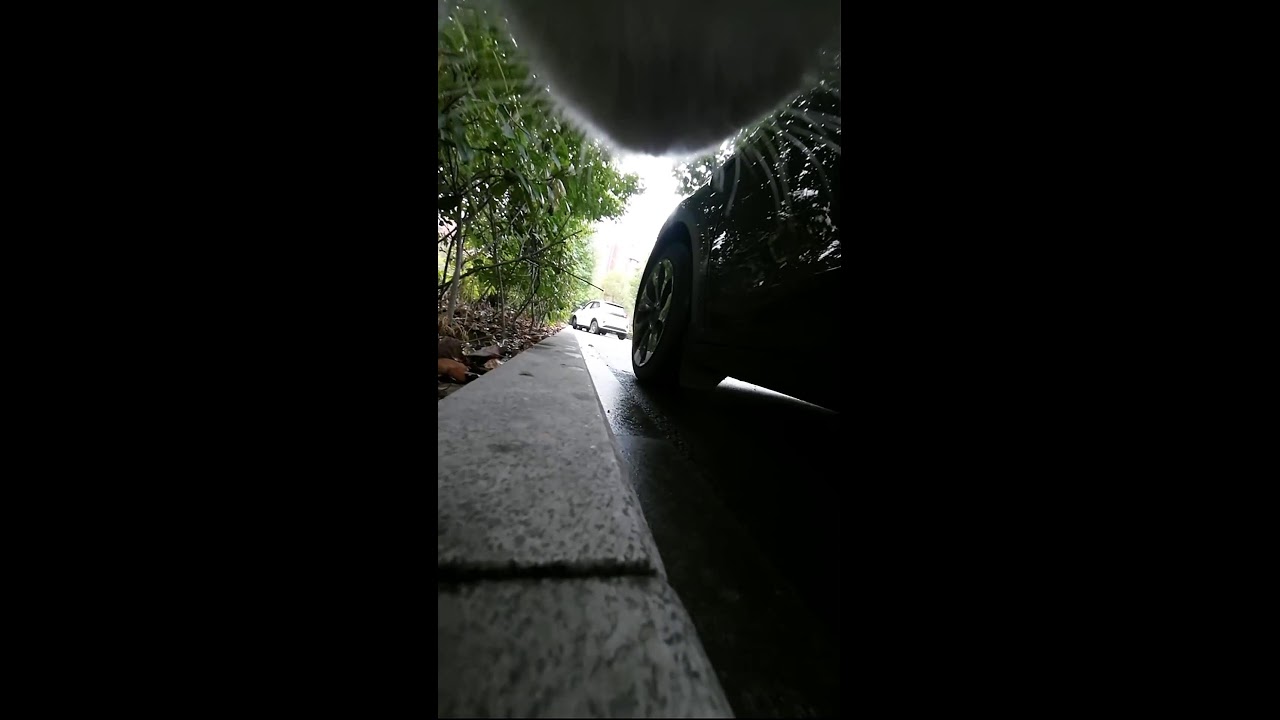 A Cat's First-Person Perspective｜猫の一人称視点｜ 2026-03-02 09:43:16