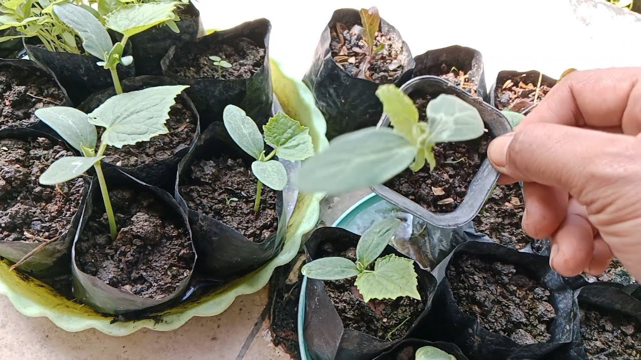 Pindah Tanam Semaian Timun, Jangan Sampai Terlambat. Belajar Berkebun Organik