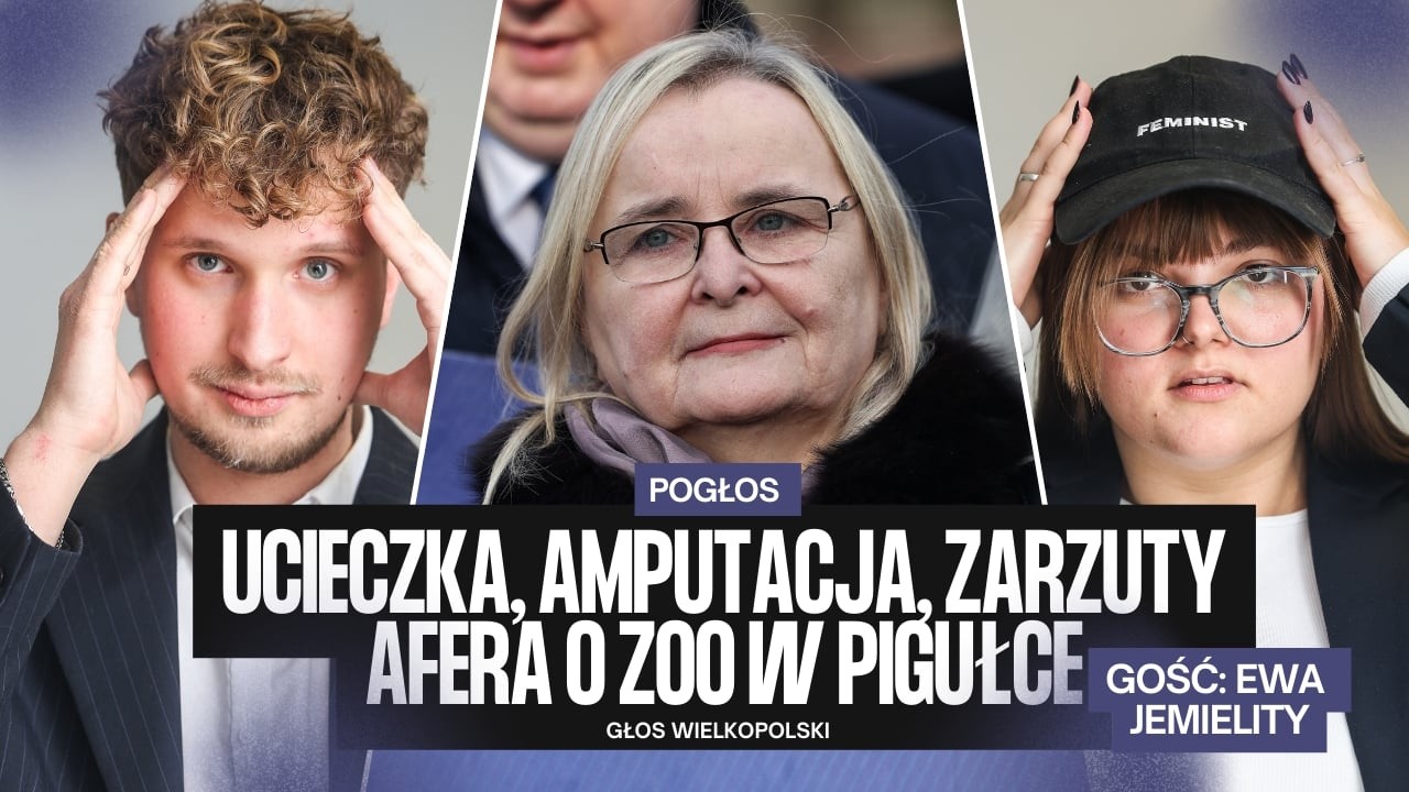 Afera w poznańskim zoo. (Ucieczka Manula, Amputacja palca Małpki, Kawu, Zgrabczyńska)
