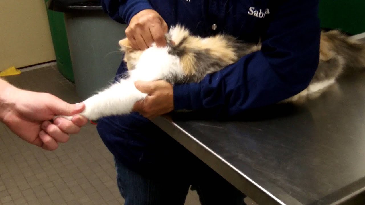 feline cephalic restraint