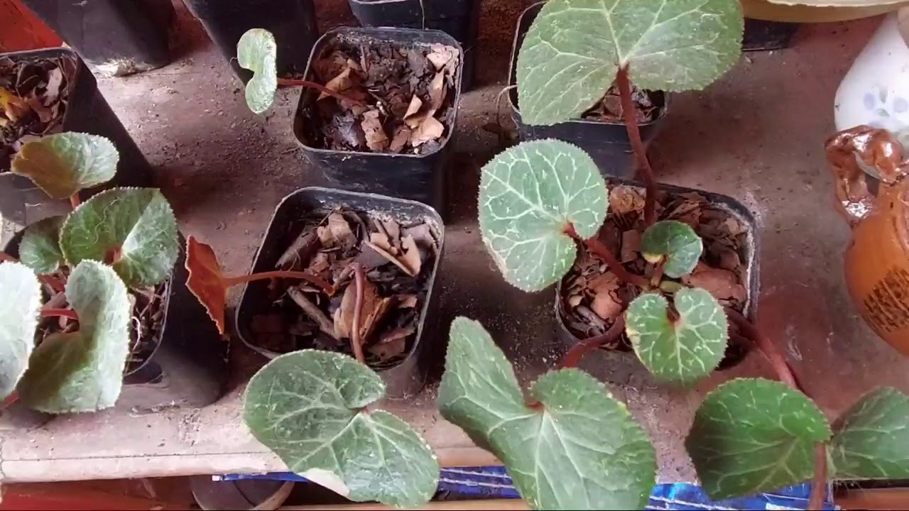 Growing Cyclamen from Seeds