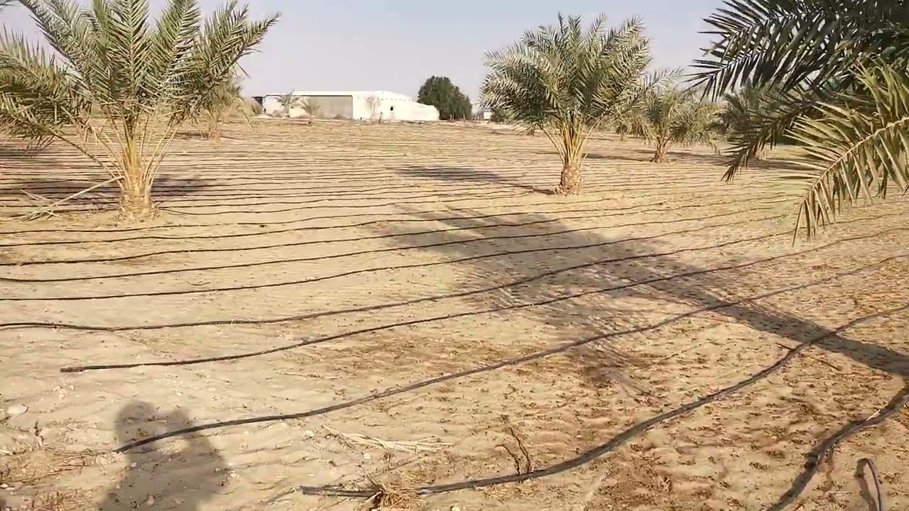 زراعة علف البونكام سمباسا الإسباني و الرغل البلدي