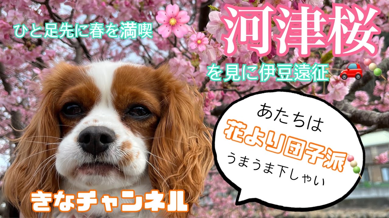 【キャバリアきなこ】満開の河津桜祭り＃伊豆#キャバリア #キャバリアキングチャールズスパニエル #犬 #河津桜まつり#河津桜