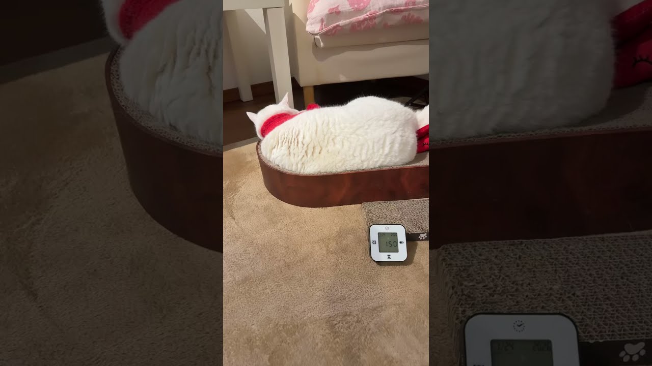 🔴Cat Live③🇯🇵Jan 23, 2026寝顔😴生配信 #live #cat #scottishfold #猫 #قطة #кот #kucing #बिल्ली #gato #고양이