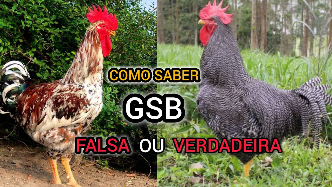 COMO SABER SE UM GSB É VERDADEIRO PURO E DE BOA GENÉTICA TUDO SOBRE A RAÇA GALINHA SERTANEJA BALÃO