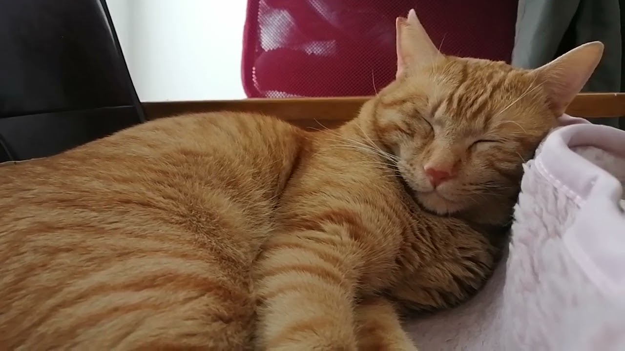 チャトラの腹部鼓動