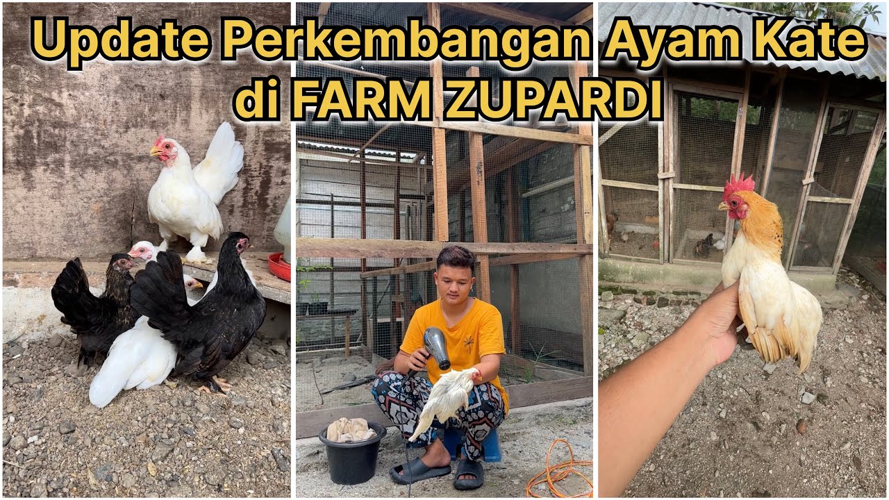 Update perkembangan ayam kate