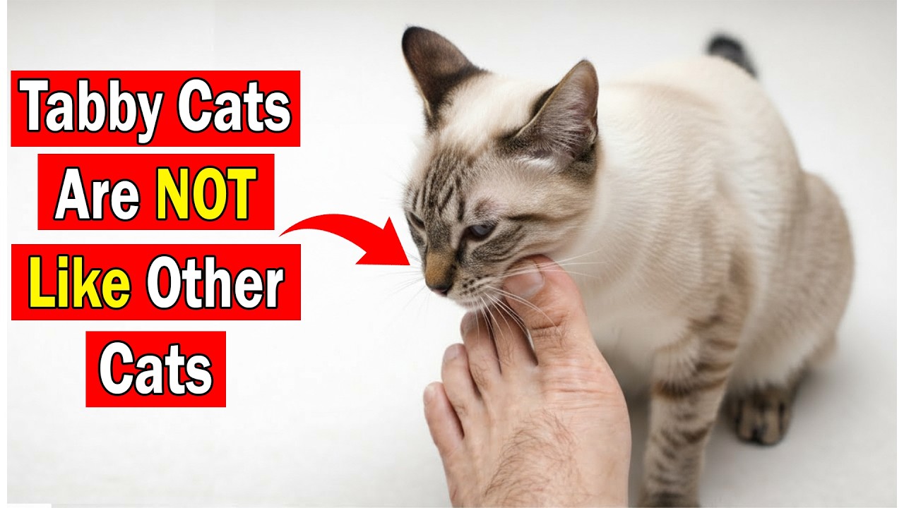10 Hidden Facts About Tabby Cats Only 1% of Owners Know