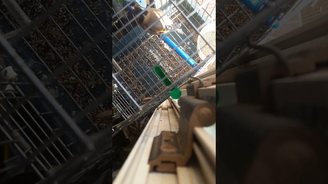 مقنين بسم الله ماشاء الله ♥مع العلم هذا خلوي عندو 3 اشهر فقط اصدقائي،دائما شعار قناتي (اسمع استمتع) 