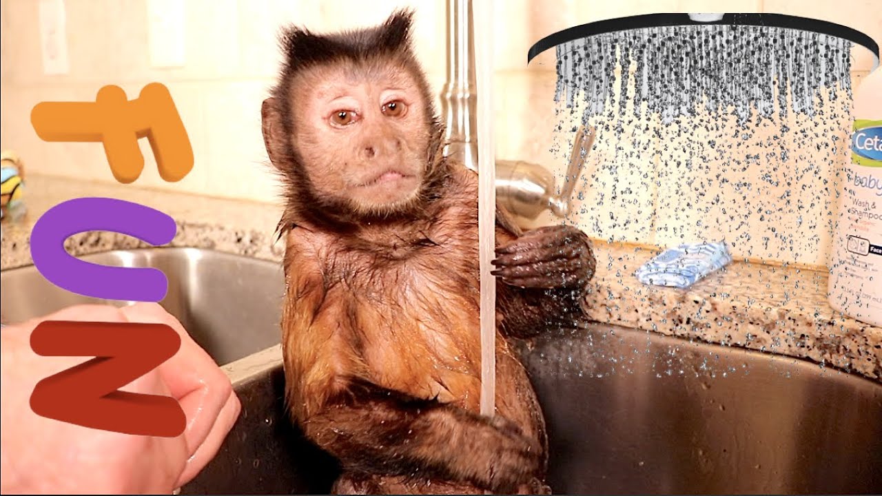 Capuchin Monkey Bath Time and a Snack!