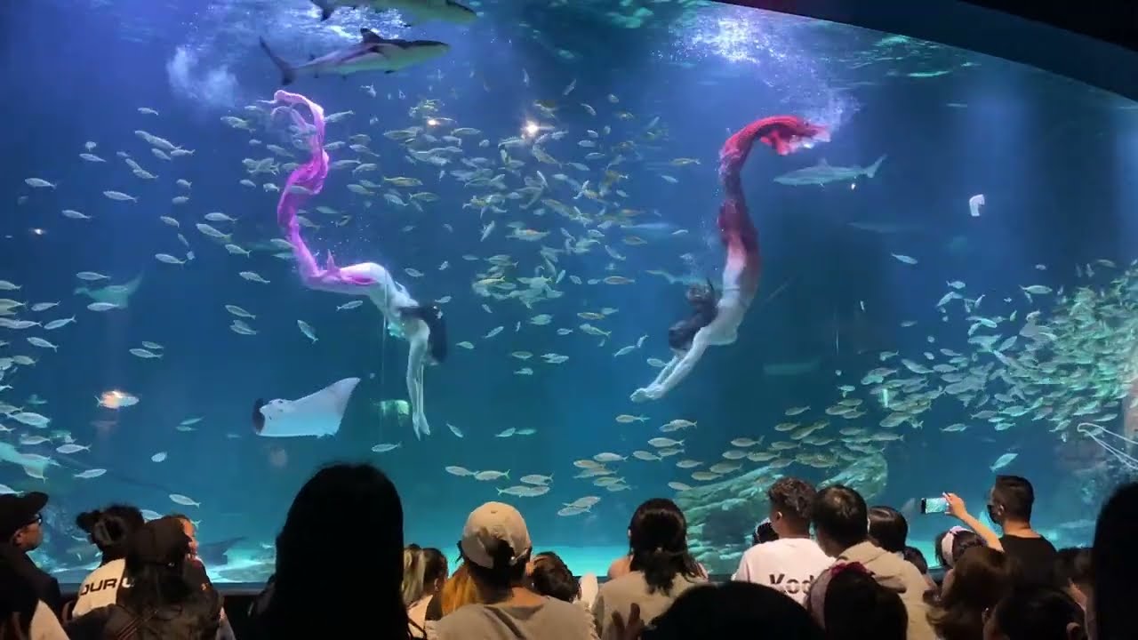Amazing Mermaid Show in Deagu, South Korea