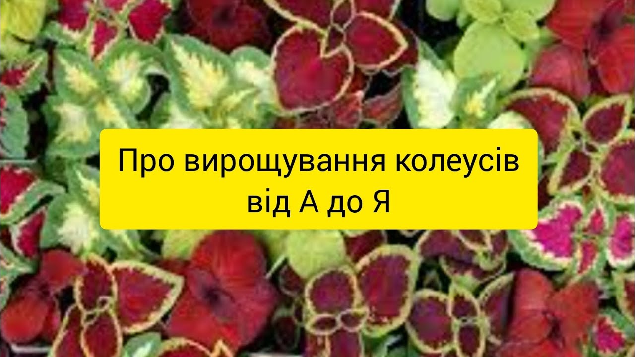 Як вирощувати колеуси в домашніх умовах: міні-курс для початківців