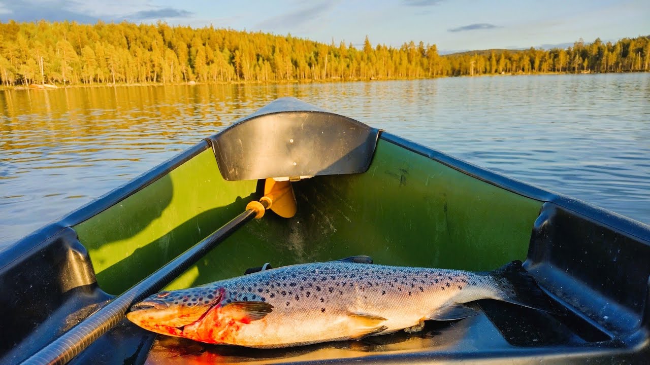 Inarin mettäjärven taimenet; pitkän vaunureissun kruunaus!