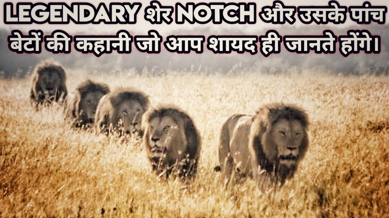 Rise And Fall Of Legendary Lion king Notch And His Five Sons Full Story in Hindi। Notch Coalition