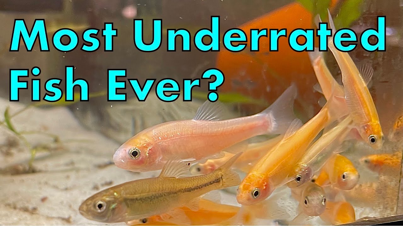 You so need rosy red minnows but just don't know it yet