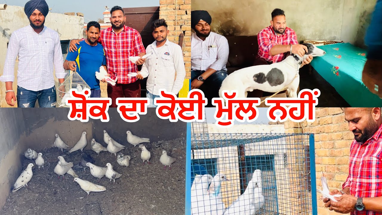 ਸ਼ੋਂਕ ਦਾ ਕੋਈ ਮੁੱਲ ਨਹੀਂ | 250 Killo Meter Da safar Kita Sirf Kabootaran PIGEONS Lai Gopi Frandipuria
