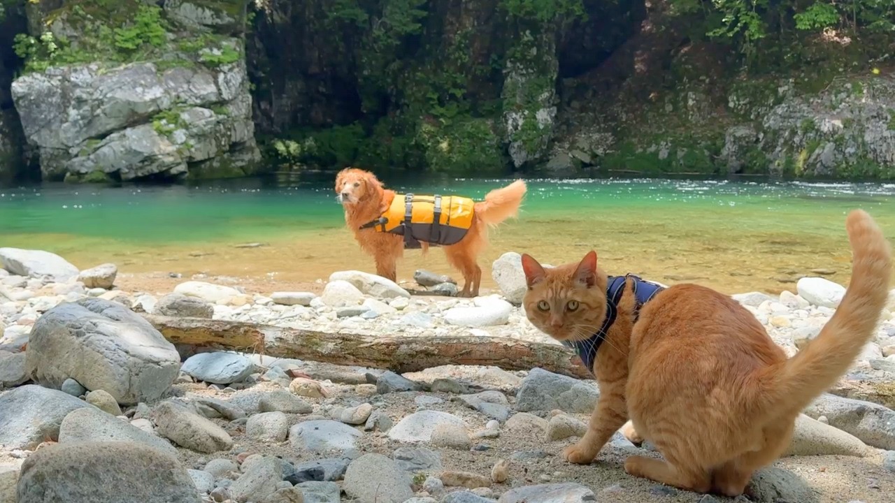 【猫キャンセル界隈】愛猫を川遊びに連れてったら信じられない行動が頻発しました