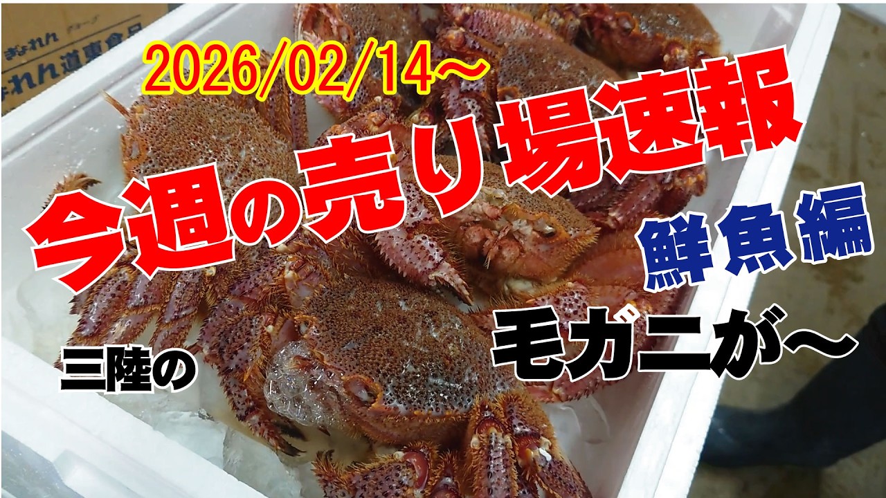 はい!!今週はいよいよ三陸産の毛ガニがではじめてきましたね!!その他春を告げるママスも、いよいよ北海道から揚がってきましたね!!海草(ワカメ)も今のところ順調っぽいです。海の恵みが一杯とれますよう!!
