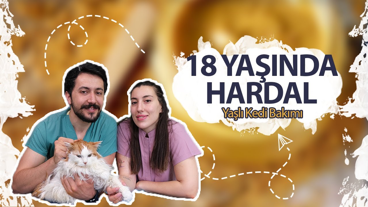 YAŞLI KEDİ BAKIMI NASIL OLUR? 18 Yaşındaki Hardal