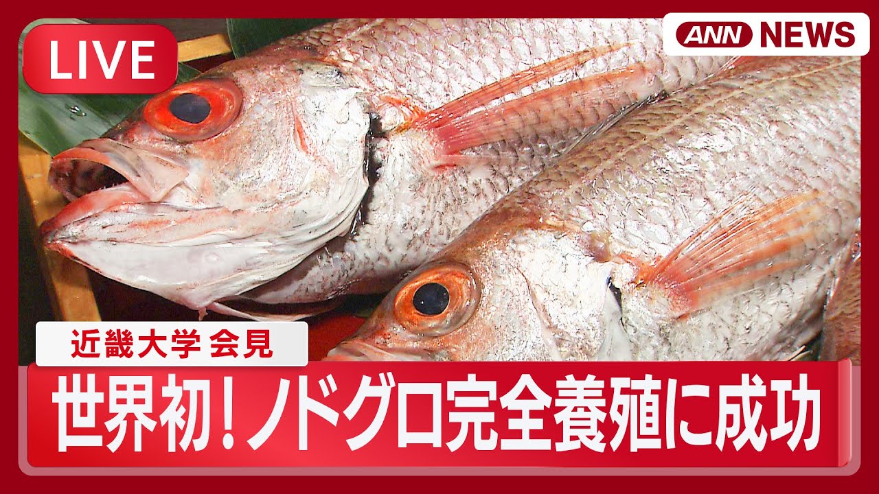 【ライブ】世界初！ノドグロの完全養殖に成功  近畿大学が会見【LIVE】(2026年2月5日) ANN/テレ朝