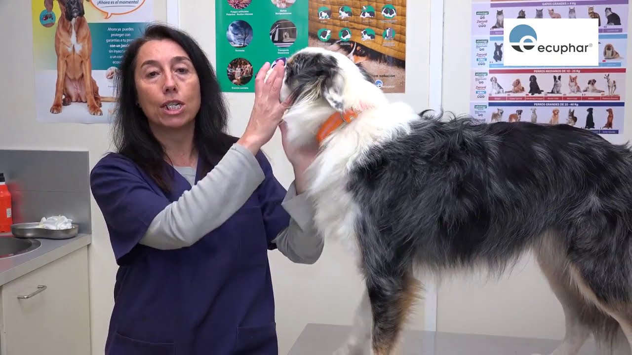 Como administrar medicamentos a tu perro - Videoconsejos