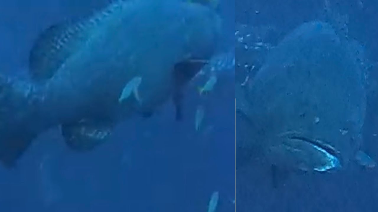 南油打魚2023-5 ～巨大龍躉同我打招呼🫱🏻‍🫲🏽沙巴/油甘/芝麻斑/海狼/黃黑吊