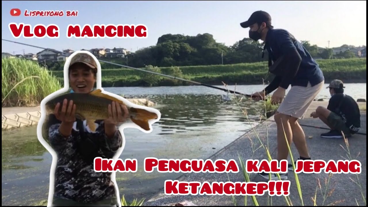 VLOG#15 🔴 MANCING IKAN PENGUASA  KALI JAPAN | BABON