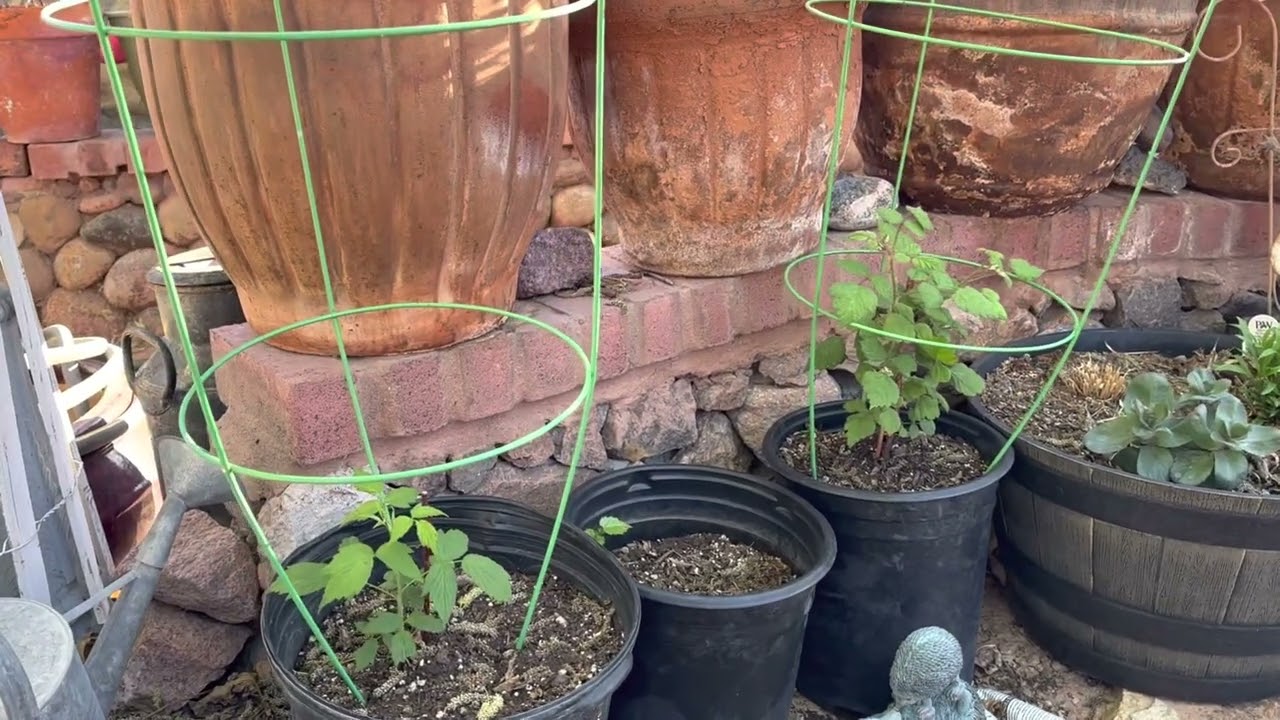 April 2, 2023, Gipsy 💜 garden tour