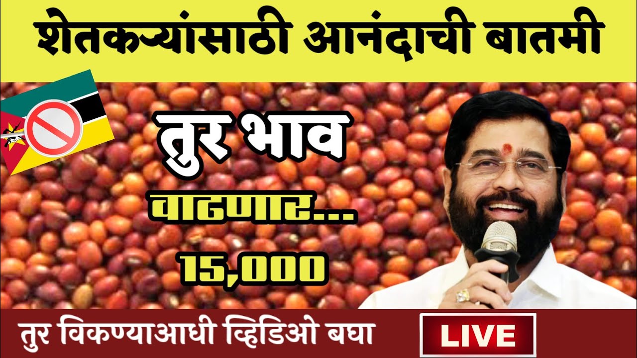 Tur Market : उत्पादनात घट ,तुर भाव वाढणार |तूर विकण्या आधी एकदा बघाच | tur market rate |turiche bhav