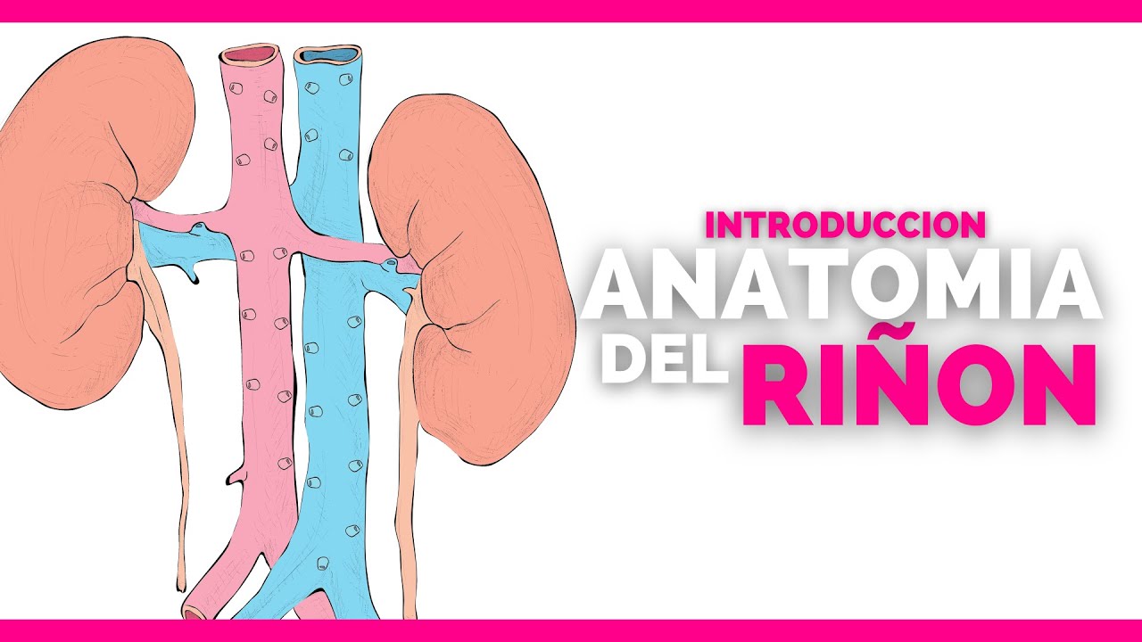 ✅ANATOMIA del RIÑON | TODAS SUS PARTES | Anatomia en Enfermeria